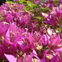 Bougainvillea scabra fleur
